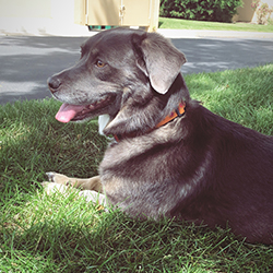 A gray dog sitting in the grass and looking off to the left