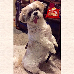 A shih tzu sitting up on its hind legs and looking at the camera with its tongue hanging out